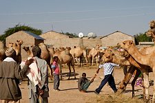 Animal market in Hargeisa, SomaliLand, Friday, October 5, 2007. For 16 years Somaliland has already been an actually independent state. It has its own constitution, relatively stable political system and comparatively efficient government, army, police as well as the currency of it's own. Nevertheless not a single country has so far recognized the sovereignty of Somaliland.
