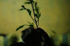 Khat-eaters (khat leaves have narcotic effect). Hargeisa, SomaliLand, Thursday, October 11, 2007. For 16 years Somaliland has already been an actually independent state. It has its own constitution, relatively stable political system and comparatively efficient government, army, police as well as the currency of it's own. Nevertheless not a single country has so far recognized the sovereignty of Somaliland.